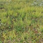 Carex rupestris Облик