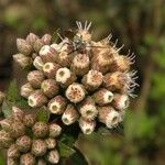 Pluchea foetida Fruit