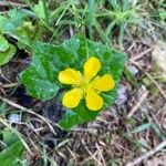 Ranunculus thora Bloem