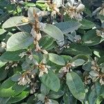 Elaeagnus pungensLeaf