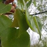 Populus x canadensis 葉