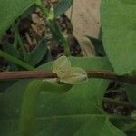 Fallopia convolvulus Fruit