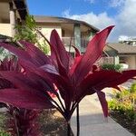 Cordyline fruticosaLeaf