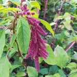 Amaranthus caudatus Blüte