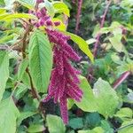 Amaranthus caudatus പുഷ്പം