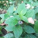 Mentha arvensis Blomst