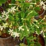 Clerodendrum indicum Fleur