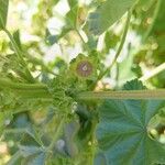 Malva parviflora Ffrwyth