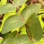 Hypericum grandifolium Lapas