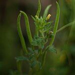 Cleome viscosa Blüte