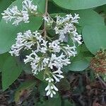Ligustrum ovalifolium 花
