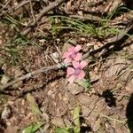 Linum pubescens Flor