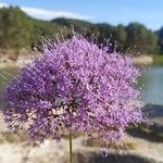 Trachelium caeruleum Цветок