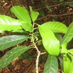 Chrysophyllum venezuelanense Hoja