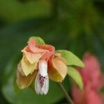 Justicia brandegeeana Flor