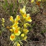 Linaria vulgarisFlower