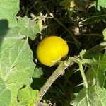 Solanum viarum Fruit