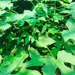 Cnidoscolus aconitifolius Blatt