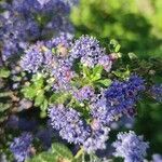 Ceanothus thyrsiflorusÇiçek