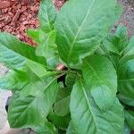 Gynura procumbens Leaf