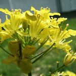 Erucastrum nasturtiifolium Květ