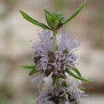 Mentha cervina 花