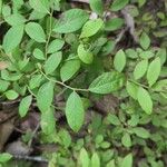 Vaccinium pallidum Leaf