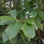 Magnolia kobus Φύλλο