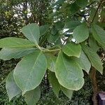 Magnolia kobus Leaf