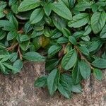 Cotoneaster salicifolius Leht