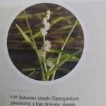 Sparganium emersum Fleur