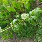 Veronicastrum sibiricum Lehti