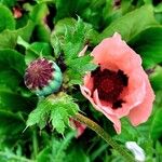 Papaver orientaleFlor