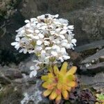 Saxifraga cotyledon Blomma