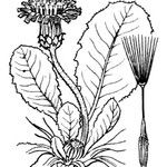 Taraxacum pyropappum Anders