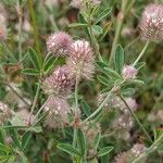 Trifolium arvense പുഷ്പം