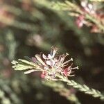 Oenothera suffrutescens Flor