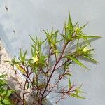 Ludwigia erecta Blatt