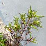 Ludwigia erecta Frunză