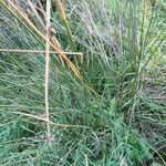 Juncus effusus Leaf