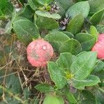 Carissa carandas Fruit