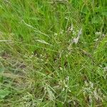 Poa pratensis Bleunienn