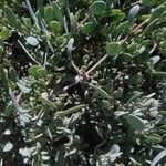 Atriplex portulacoides List