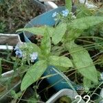 Myosotis latifolia Цвят