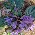 Mandragora officinarumCvet