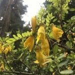 Sophora microphylla Květ