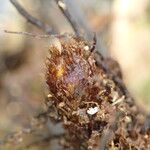 Triplophyllum buchholzii Otro