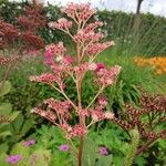 Rodgersia aesculifoliaFoglia