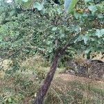 Cercis siliquastrum عادت داشتن