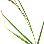 Carex microcarpa Flor